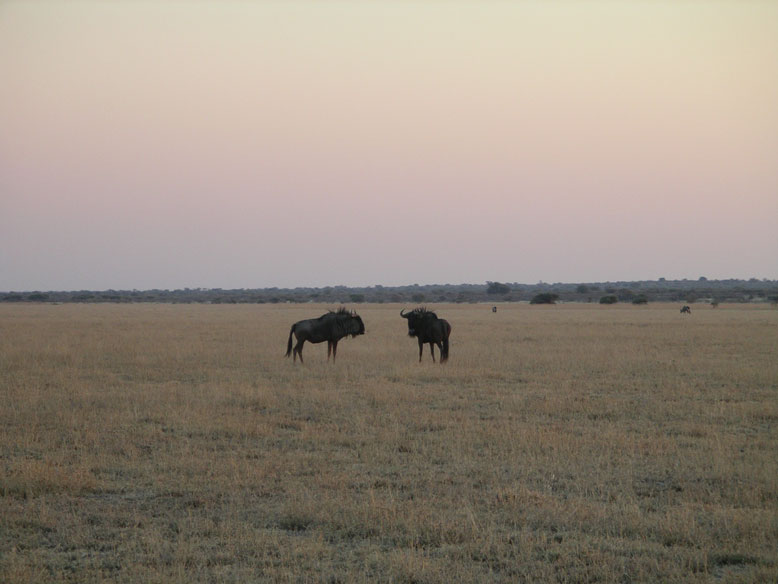 kalahari